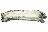 Mammoth Molar Slice With Case - South Carolina #291076-1